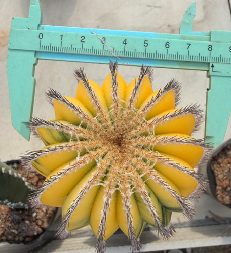 Raresucculente uebelmannia - raresucculente,