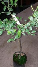Pianta di limone caviale FINGER LIME  in fitocella (foto reali)