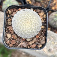 3,5-4 cm 1 pz euforbia viva