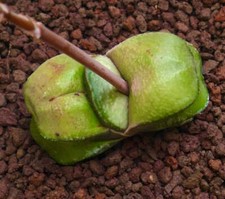 Gasteria armstrongii cv. 'Maafushi' - Gasteria di Armstrong | Lingua di bue