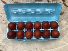 Dark black copper marans - 12,