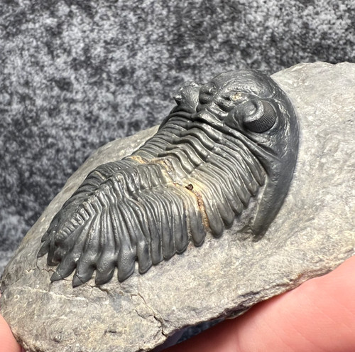Hollardops mesocristata