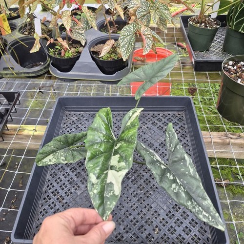 Alocasia simpo albo - simpo, albo,