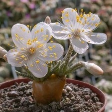 Avonia quinaria ssp. alstonii