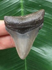 Dente Grigio del Megalodonte