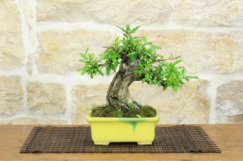 Bonsai melograno - melograno, (154)
