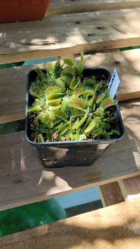 Dionaea muscipula phalanx - dionaea,