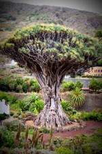 50 Semillas Drago (Dracaena