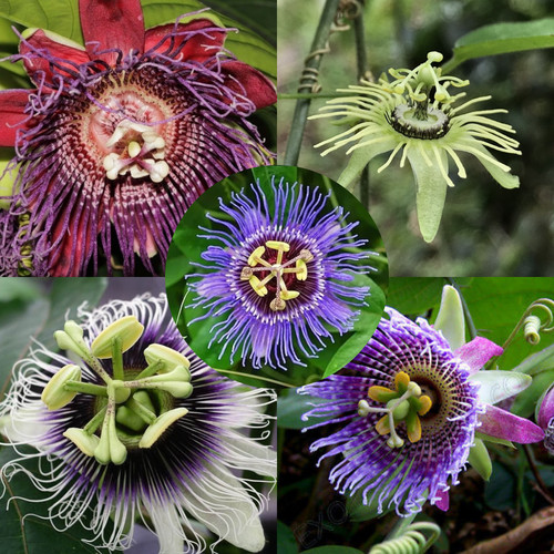 Collezione passiflora 5 - collezione,