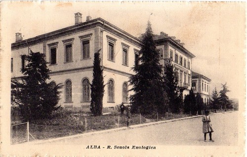 Alba sciola enologica - ,