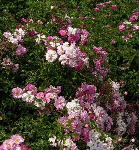 Rosa marondo alto - rosa,