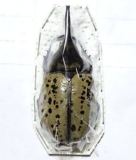 Dynastidae: Dynastes hyllus
