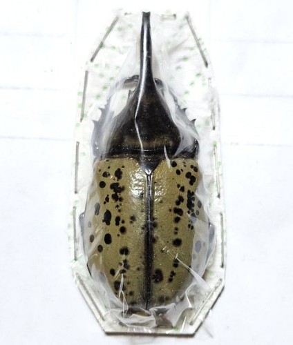 Dynastidae dynastes hyllus - dynastes,