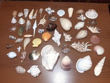 Conchiglie Dal Mondo DelPrado