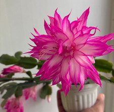 Schlumbergera bella talea rosa