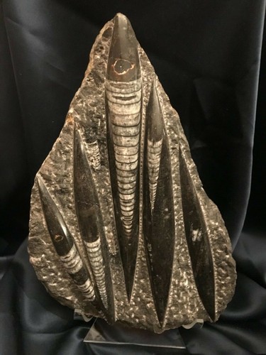 Museum quality fossil rock - museum,