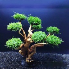 Acquario Muschio Albero