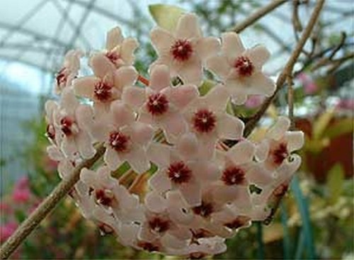 Hoya carnosa tricolor 70 - hoya,