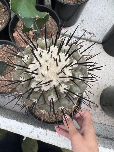 Rarepiante succulente copiapoa - succulente,