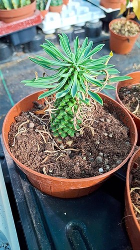 Euphorbia sotetsu kirin - euphorbia,