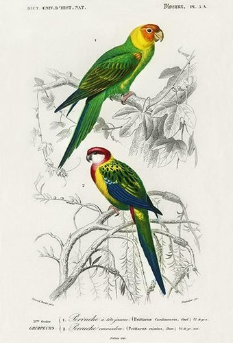 Carolina pappagallo rosella - carolina,