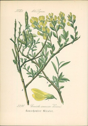 Chromolithographie - ,