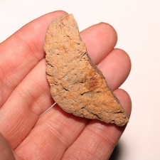 Ankylosaurus Scute Dinosauro