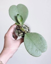 Pianta rara esotica argento