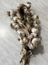 Aglio in treccia da 20 teste
