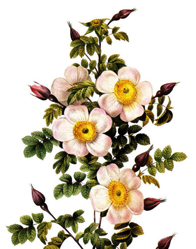 1990 stampa vintage - vintage, fiore