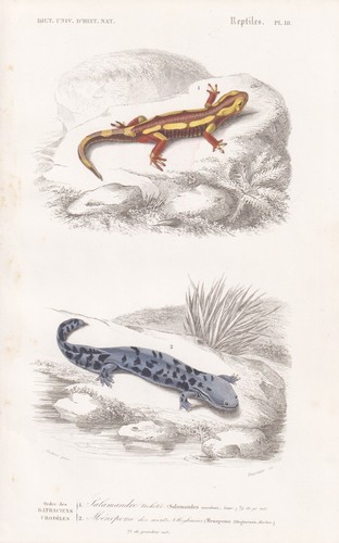 Salamandra salamander anfibi - salamandra,