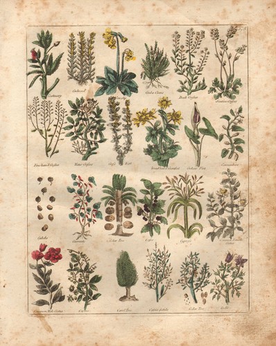 1810 print culpepers - 1810, herbal