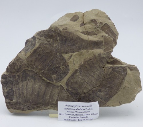 Silurian fossil eurypterid - fossil,