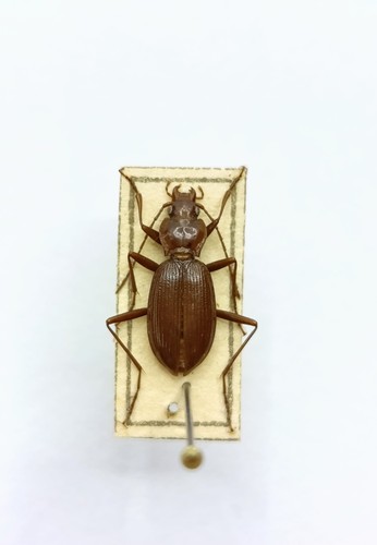 Entomology taxidermy - entomology,