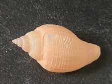Conchiglia Shell Voluta Athleta CAPENSISVOLUTA  LUTOSA  mm 50,5  Sud Africa