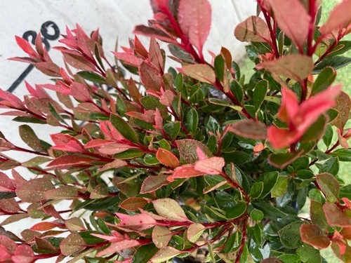 Photinia fraseri chico - photinia,