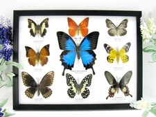 9 Farfalle splendidamente preparate murale vetrina  tassidermia  A-09-ulysses-10