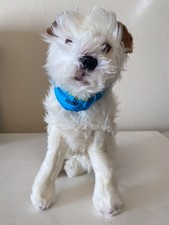 Peluche pupazzo 17" FAO Hotel