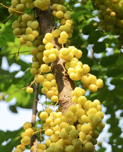 Pianta malay gooseberry - pianta,