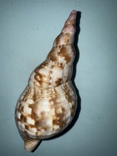 Tromba Charonia