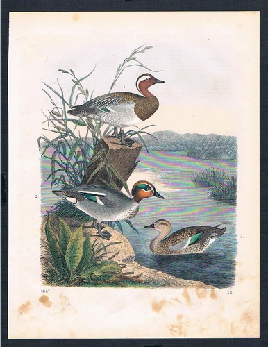 1857 anatre anatra - anatra, duck