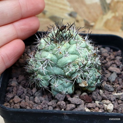 Ortegocactus macdowgallii vaso - macdowgallii,