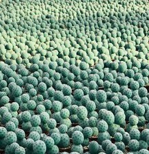 Tephrocactus geometricus -