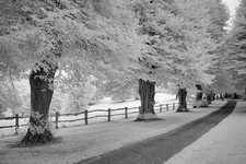 Nikon D70 infrarossi 720nm