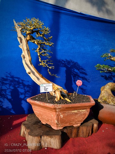 Quadro reale bonsai di - reale,