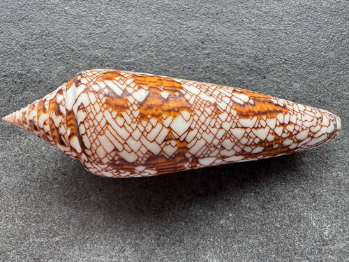 Conus bengalensis okutani - conus,