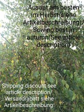 Betulla di sabbia, Betula