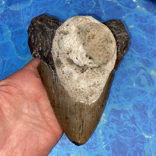 Megalodonte dente squalo - dente,