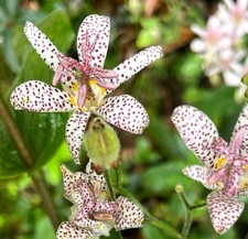 Tricyrtis formosana dark