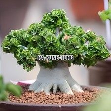 RA-KUNG-TONG Rosa del Deserto